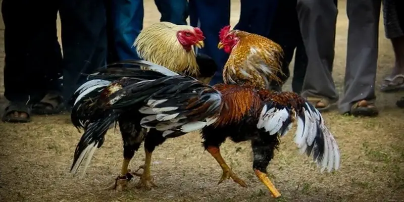 Cận cảnh trận đá gà Thomo Campuchia kịch tính